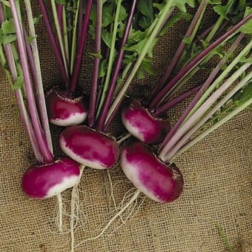 Swede Gowrie Seeds Vegetable Seeds400 Seeds